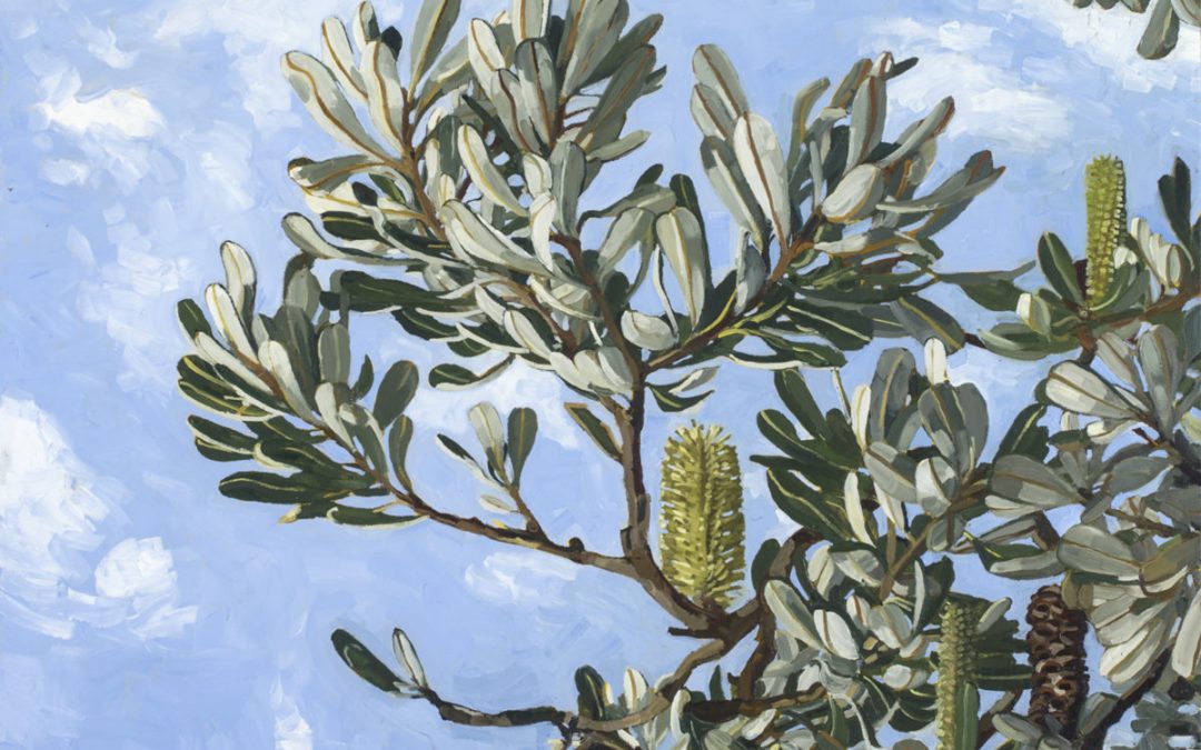 BANKSIA INTEGRIFOLIA