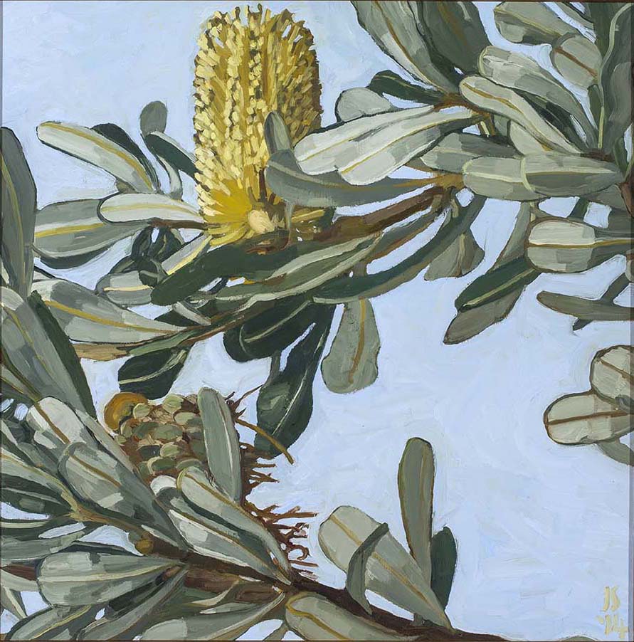 BANKSIA INTEGRIFOLIA IV