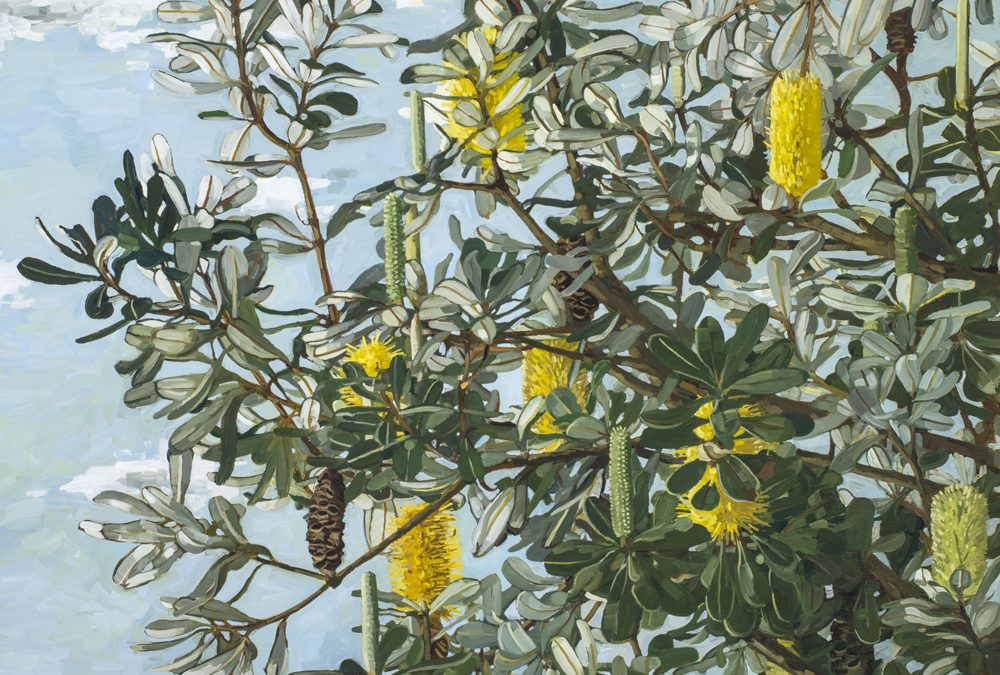 BANKSIA INTEGRIFOLIA